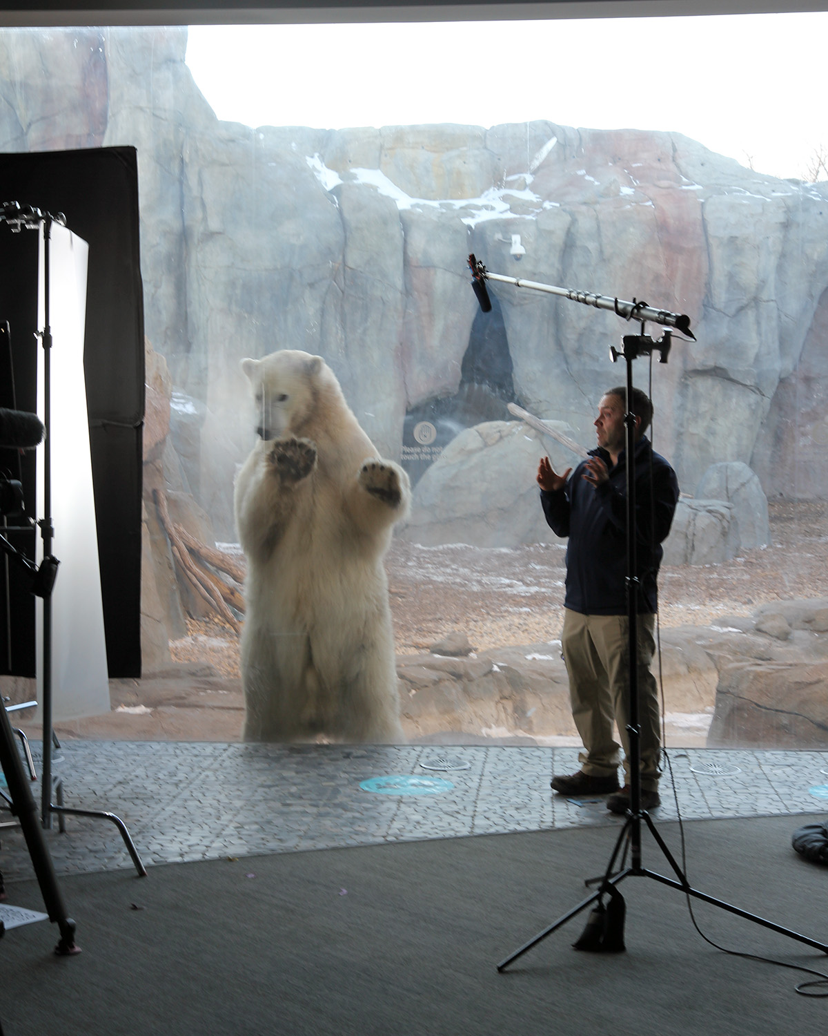 Dr Chris Enright filming Arctic Vets interview with polar bear in the background